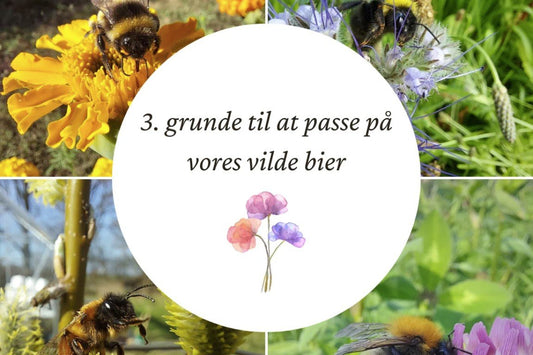 3. gode grunde til at passe på vores vilde bier