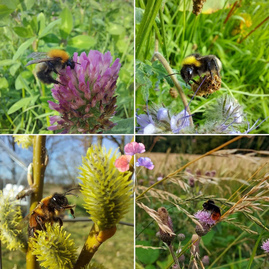 Det er nu eller aldrig for de vilde bier!